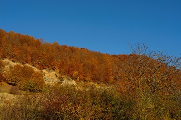 Autumn colors in the forest and a blue sky