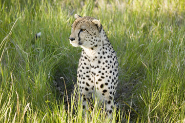 A Cheetah sits in deep green grass of Lewa Wildlife Conservancy, North Kenya, Africa