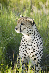A Cheetah sits in deep green grass of Lewa Wildlife Conservancy, North Kenya, Africa