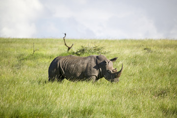 Black Rhino in the green grass of Lewa Wildlife Conservancy, North Kenya, Africa