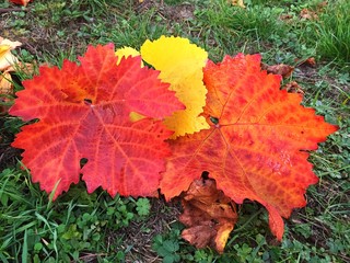 drei große Weinblätter