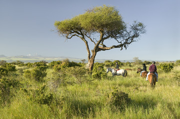 Female horseback riders ride horses in morning at the Lewa Wildlife Conservancy in North Kenya,...