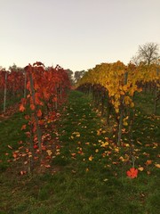 rote und gelbe Reihen im Weinberg