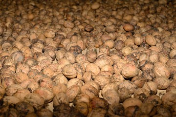 Walnuts freshly picked and left to dry