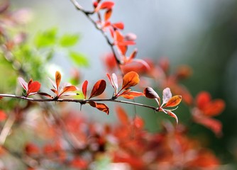 Молодые листья на ветке. Весна. 