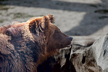 Fototapeta premium Big Brown Bear