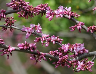 Цветы Багрянник европейский, или Церциса