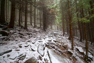 forest trees. nature snow wood backgrounds. winter © Dmytro Kosmenko