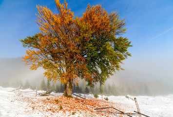 Colorful autumn trees with snow