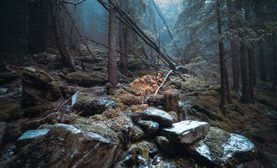 Autumn day into the forest