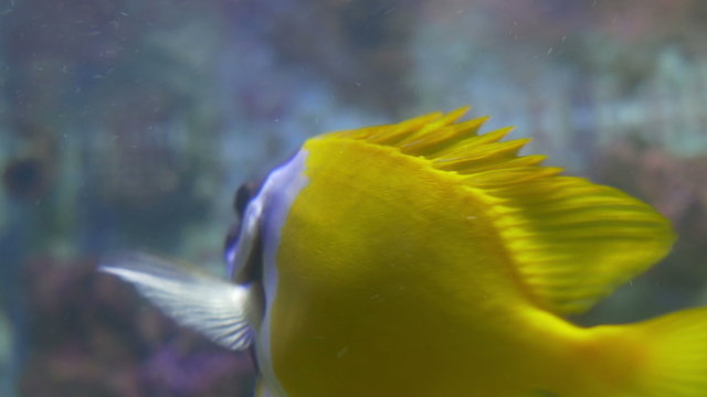 Close up shot of a beautiful tropical rabbitfish swimming near the water surface.