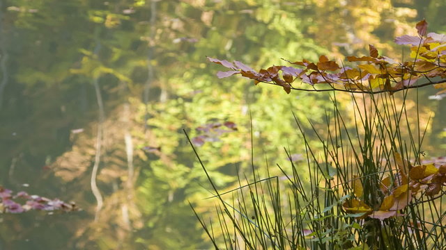 Sprig of wilted leaves on the background of lake with reflection of autumn forest