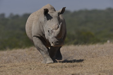 Southern White Rhino Charge