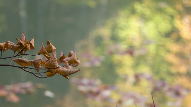 sprig of wilted leaves on the background surface of the lake with reflection of autumn forest
