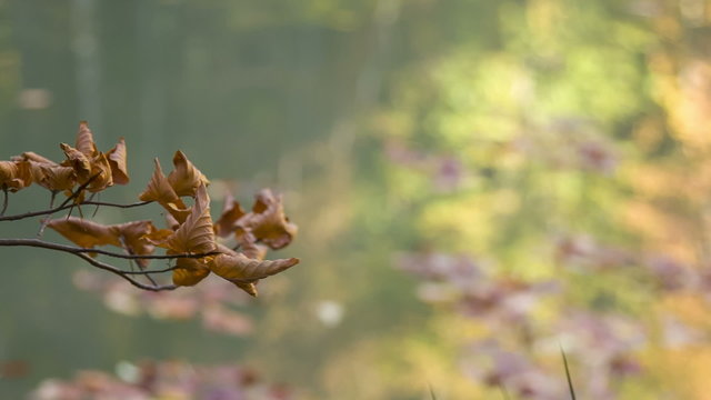 sprig of wilted leaves on the background of the magnificent lake