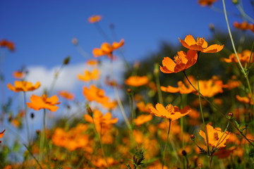 オレンジコスモス