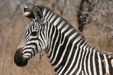 Zebra, Tanzania, Africa, December 2008