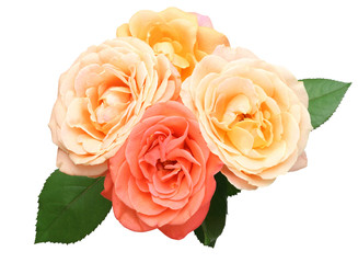 薔薇