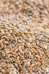 Cereals (for use as background image or as texture)