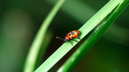 Red bug on a green blade of grass.
