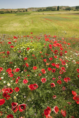 Red poppies in springtime field of Southern Spain