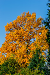 Naklejka premium Couleurs d'automne au Parc de la Tête-d'Or de Lyon
