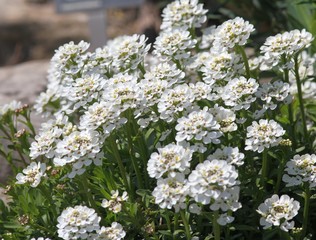 Клумба с белым иберисом в ботаническом саду г. Балчик (Болгария) 