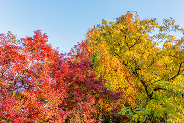 Fototapeta premium Couleurs d'automne au Parc de la Tête-d'Or de Lyon