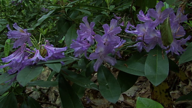 Group of Rhododendron flowers in the mountain wet forest