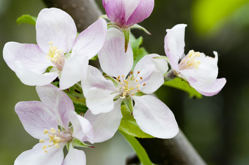apple-tree flowers