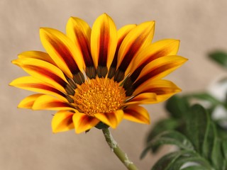 Цветок газании крупным планом