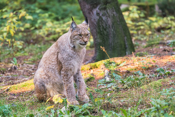Eurasischer Luchs
