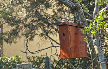 Bird with wooden bird house on a tree