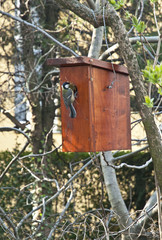 Bird with wooden bird house on a tree