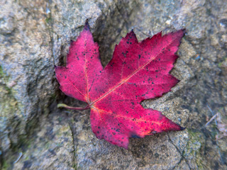 Red leaves of fall