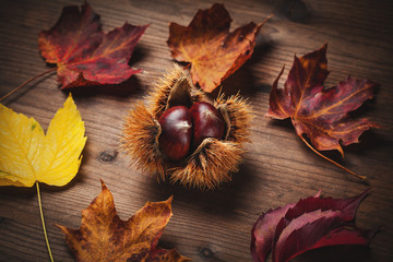 chestnut and leaf