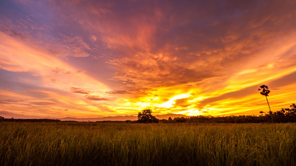 Fototapeta na wymiar Rice field and sugar palm tree with evening sunlight