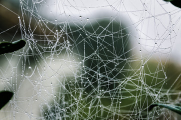 Web closeup. Weaving