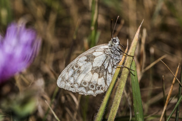 Schachbrettfalter (Melanargia galathea)