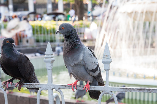 Thai pigeon