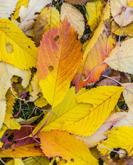 cherry tree leaves at the grass in harmonic autumn colors