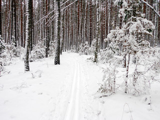 View of the forest in the winter season