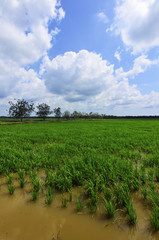 Fototapeta na wymiar Green paddy filed with tree and blue sky landscape in Malaysia
