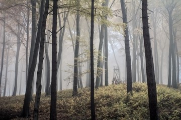 Misty autumn forest in Poland