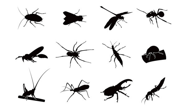 Kinds of Insect Silhouette Complete Set