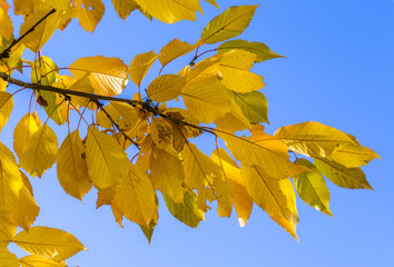 Obraz premium cherry tree leaves under blue sky in harmonic autumn colors
