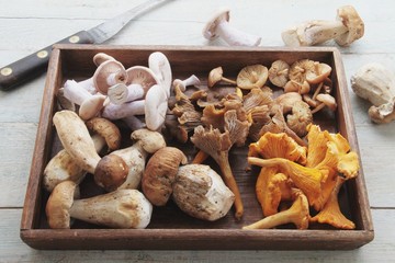 wild mushroom selection