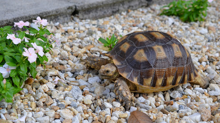 turtle