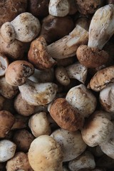 wild porcini mushrooms