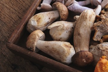 wild mushroom selection